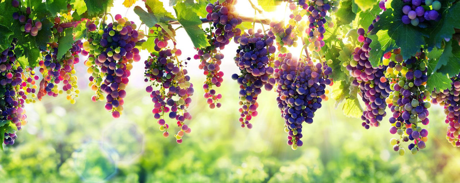 Il Blog Terre Divinae